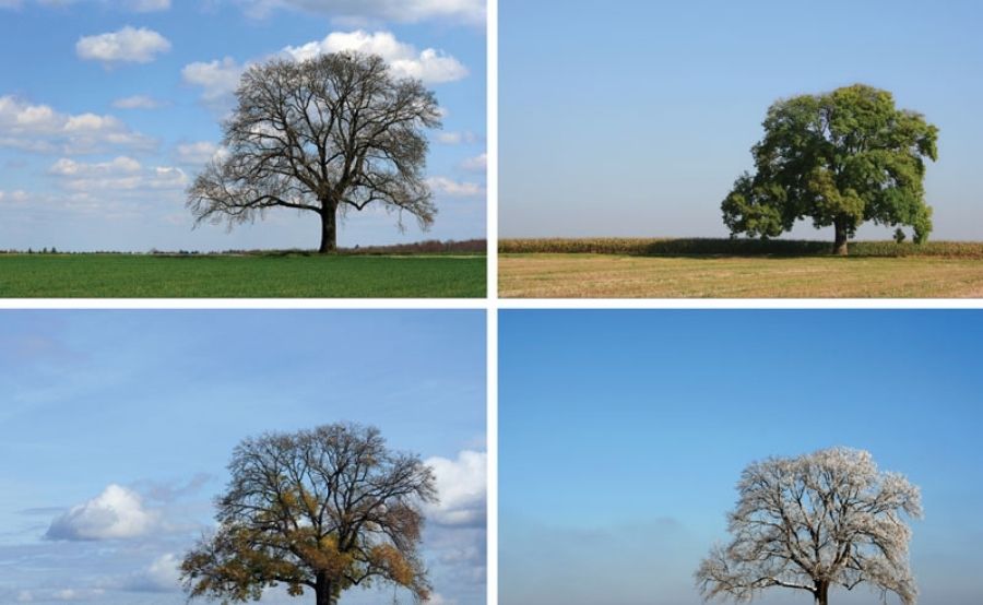 Одинаковые в тоже время разные. Дерево в разные времена года.